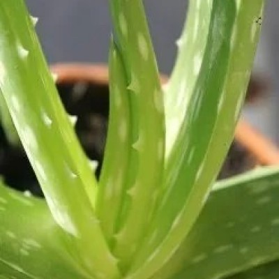 Aloe Butte Profile Picture