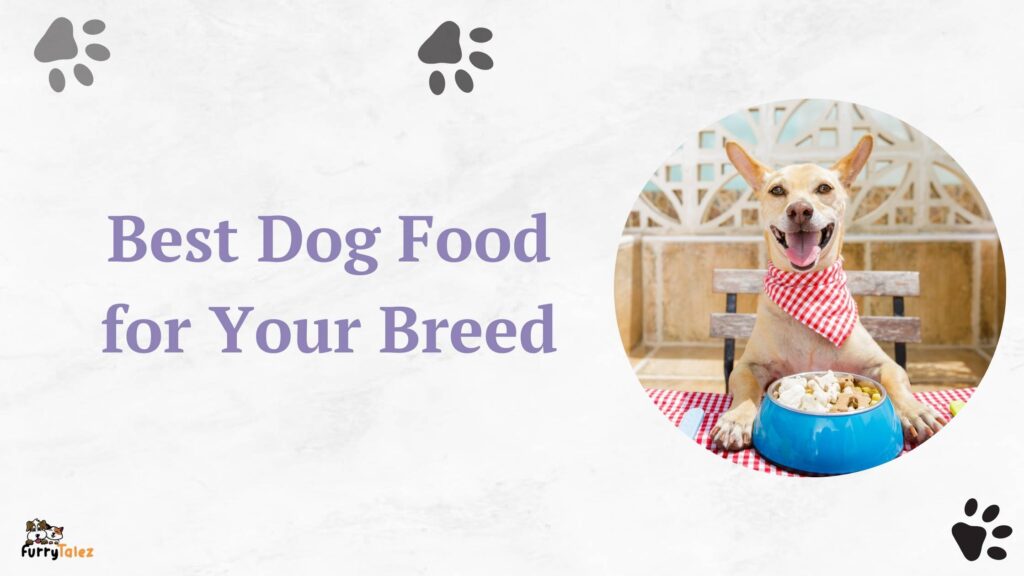 Best Dog Food for Your Breed: Top Picks - Furry Talez