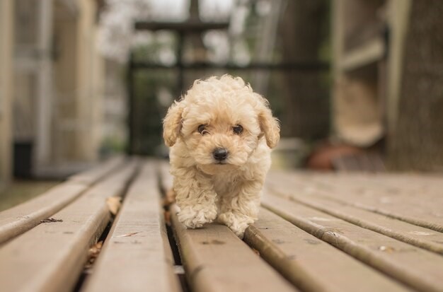 Everything You Should Know Before Buying a Labradoodle Puppy - Itsadoodlek9service