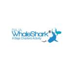 bajawhale shark profile picture