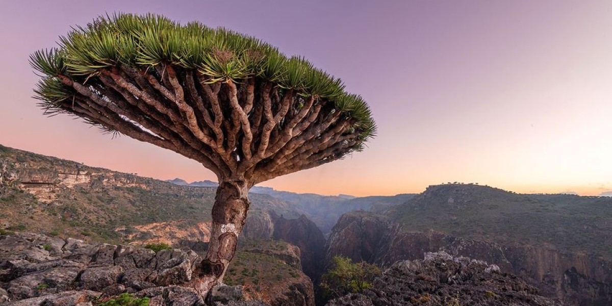 Unforgettable Socotra Trips | Socotra Pioneer Tours