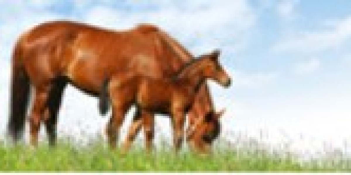 Horse Transport in California: Ensuring Safe and Reliable Equine Travel