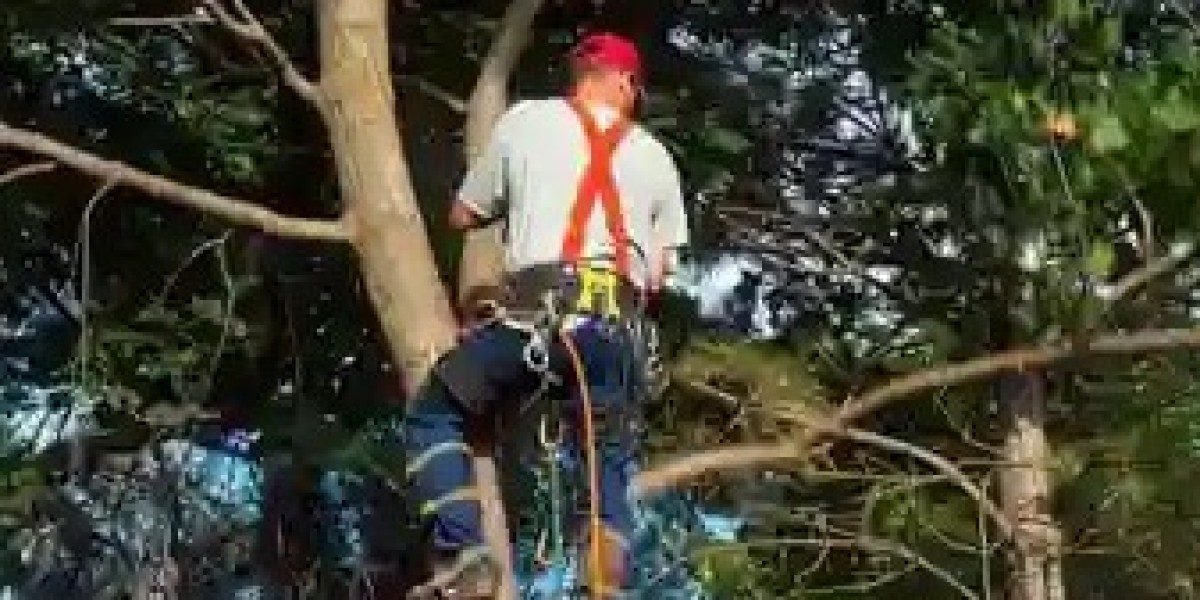 Expert Tree Stump Removal Sydney – Fast & Reliable Service