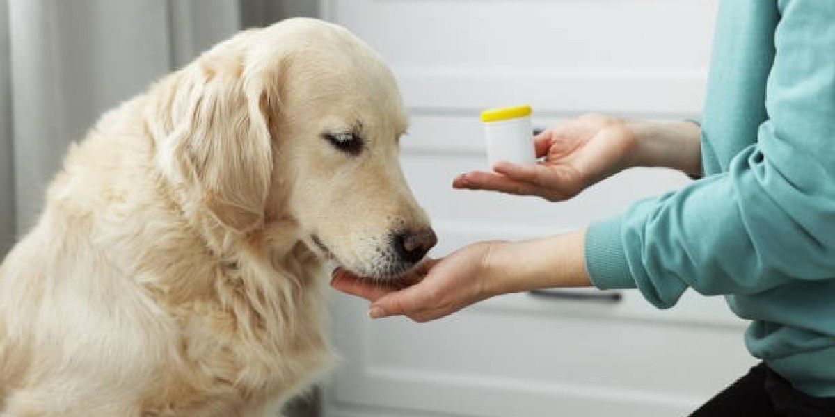 A Comprehensive Guide to Dog Skin Supplements