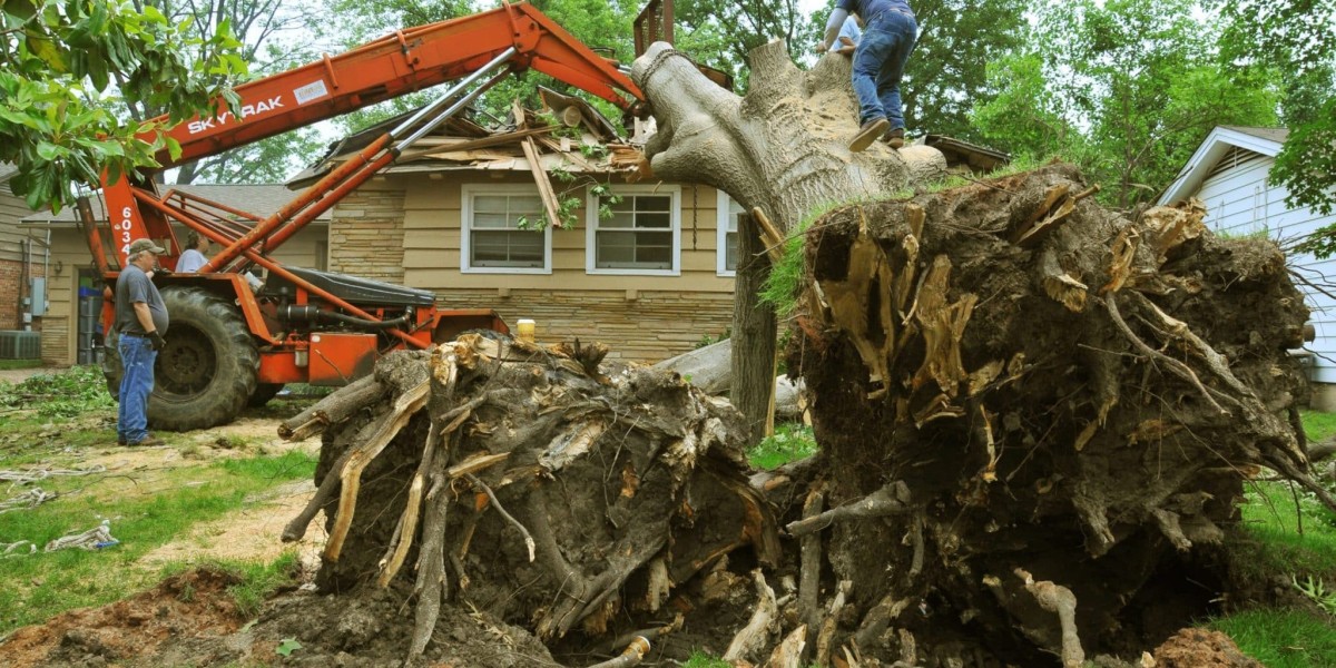 Top-Rated Affordable Tree Service in Houston for Your Home or Business