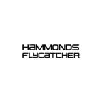 Hammonds Flycatcher Profile Picture