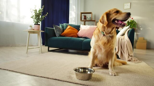 Because Your Dog Deserves Home Comfort Exploring In-House Dog Sitting in West London - BusinessMilestone