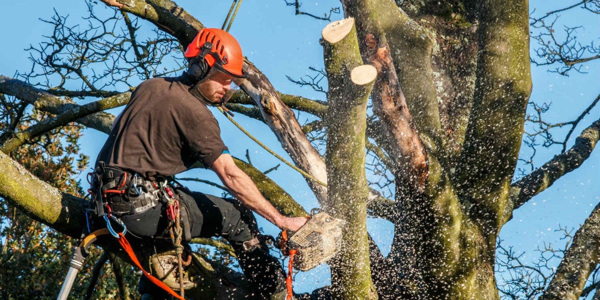 The Ultimate Guide to Tree Maintenance