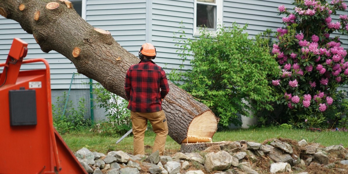 How Do I Know if My Tree Needs Surgery?