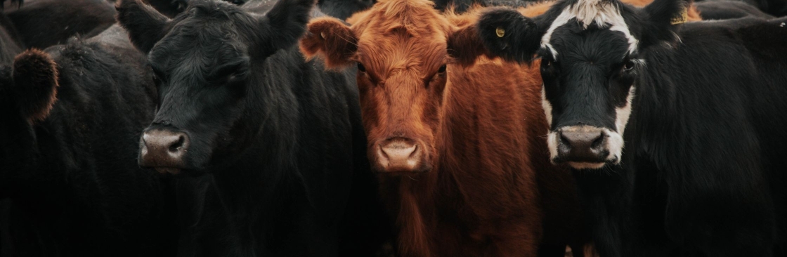 Digi kraal Cover Image