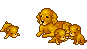 Upcoming Puppies – Honeyman's Miniature Dachshunds