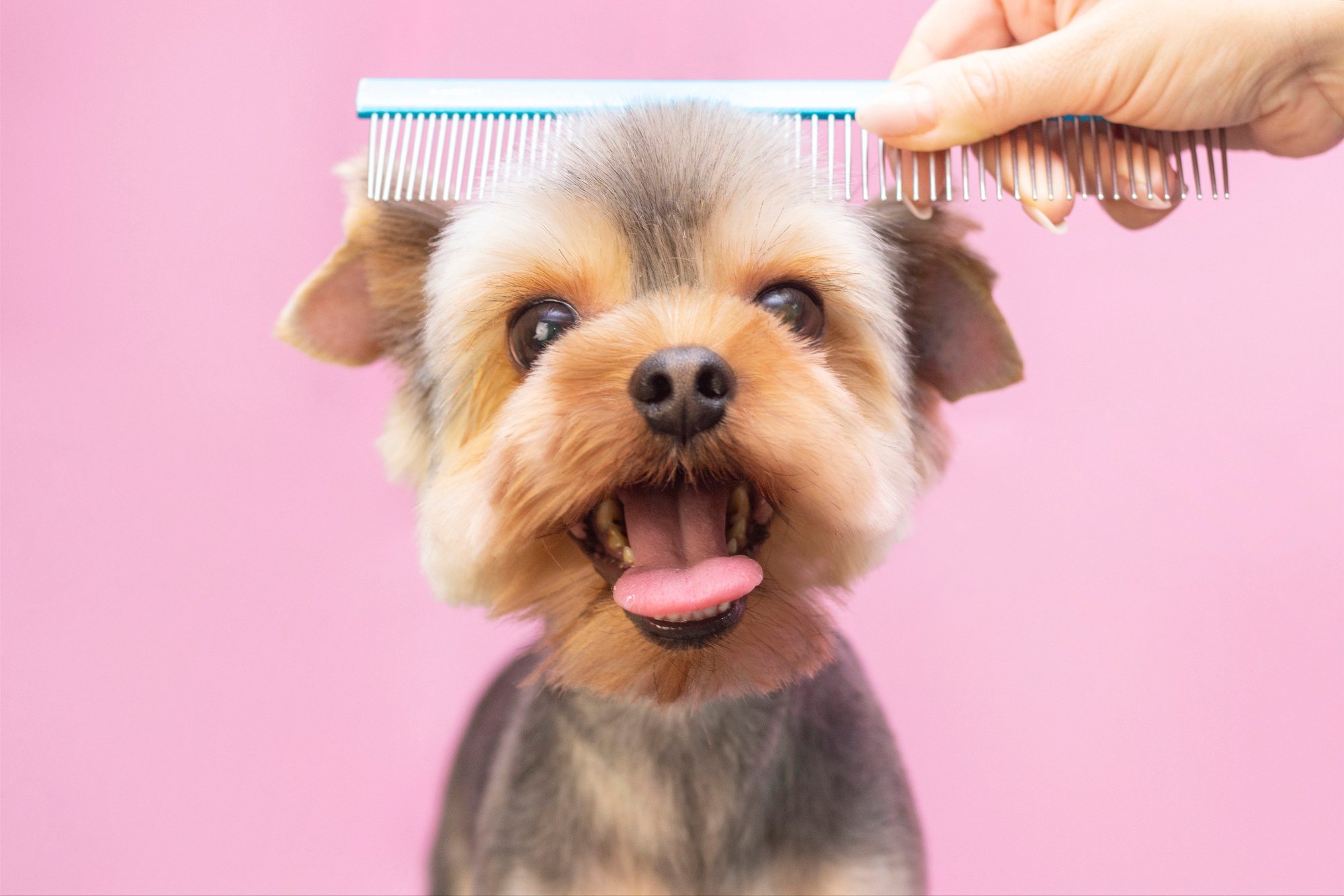 5 Ways Mobile Grooming Fits Your On-the-Go Lifestyle - Mashable Post
