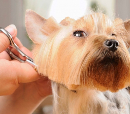 First Time Using a Mobile Pet Groomer? Here's How to Prepare! - Click To Write