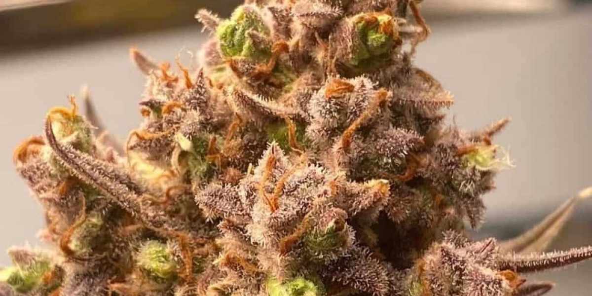 Rainbow Belts Seeds: The Ultimate Guide to Enjoying and Understanding Rainbow Belts Seeds