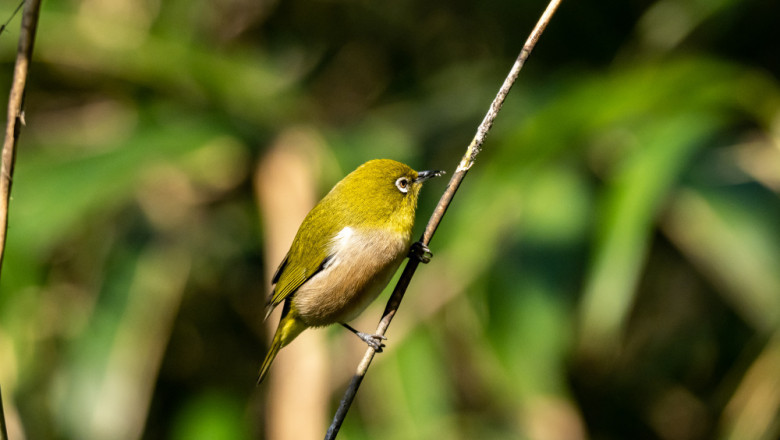 Discover the Joy of Birdwatching at Tranquilo Bay in Panama | New York Times Now