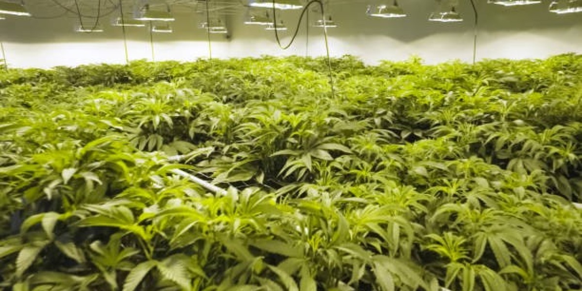 Green Leaf Decor: The Calm, Stylish Energy of Weed-Inspired Interiors