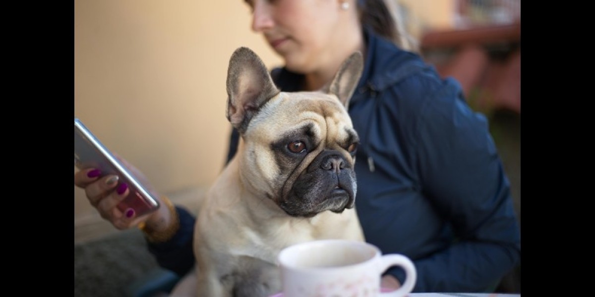 French Bulldog Health Issues Guide