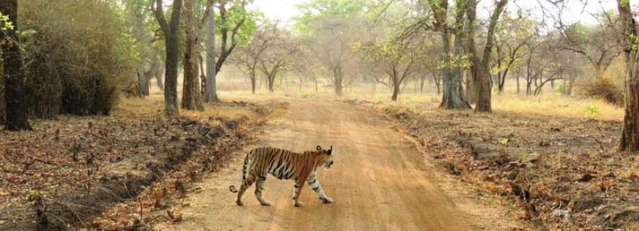 satpuranationalpark Cover Image