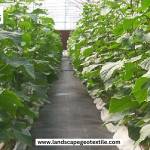 Singhal landscapegeotextile Profile Picture