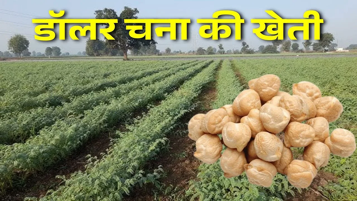 डॉलर चना की खेती में है मुनाफा, जानिये डॉलर चना की खेती कैसे करें | by Kheti Talks | Medium