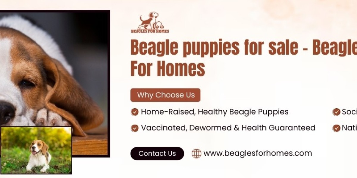 Find Your Perfect Beagle Puppies for Sale at Beagles For Homes