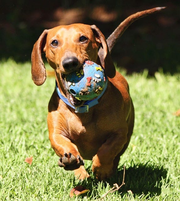 Why Ethical Breeding Matters for Piebald Dachshunds? | by Honeysminidachs | Jun, 2025 | Medium