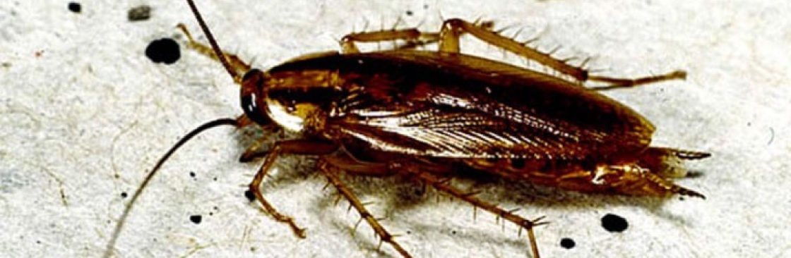 Active Pest Control Management Cover Image