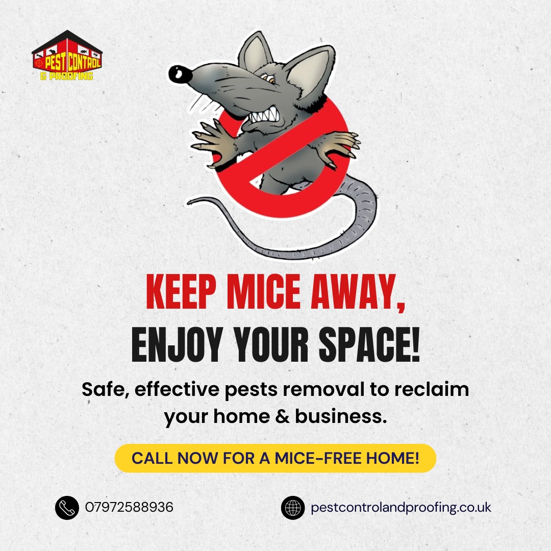 Trusted Pest Control in Belfast & Newtownards – Fast Wasp Nest Removal Services - Kinked Press