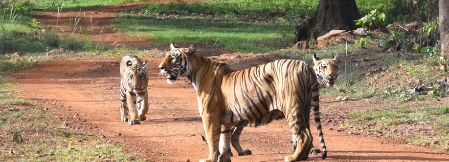 indian tiger safaris tiger safaris Cover Image