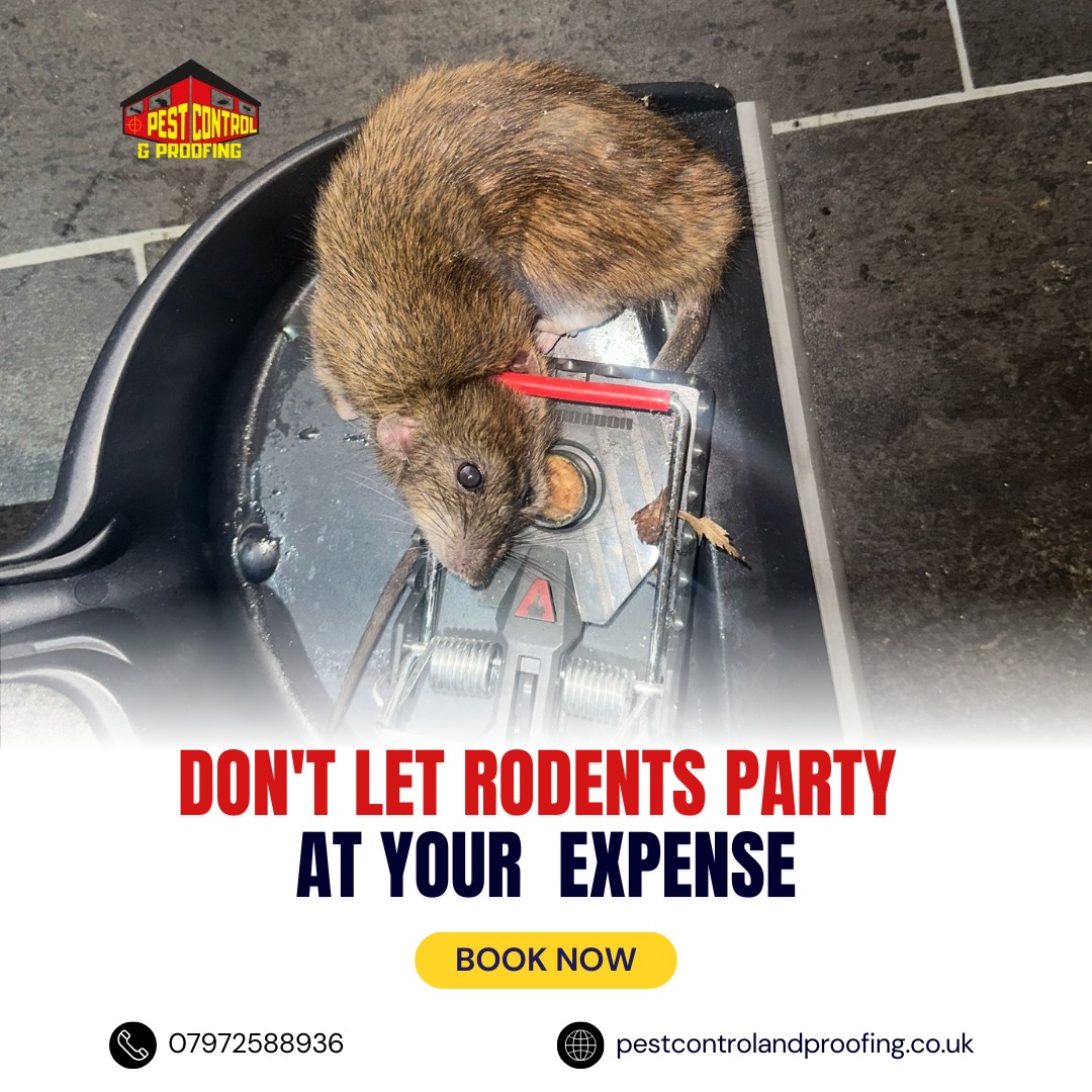 Fast & Reliable 24-Hour Pest Control in Belfast | Armagh Pest Control Experts
