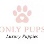onlypuppys Profile Picture
