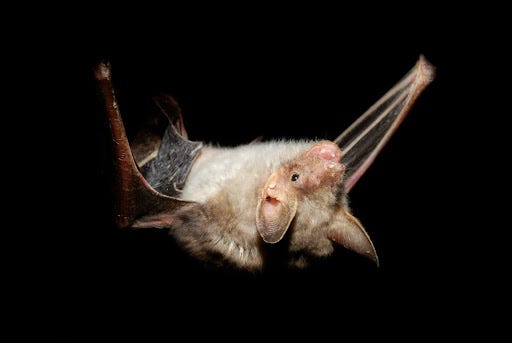 What Health Risks Do Bats Pose to Houston Residents? | by Elite Wildlife Services | Jun, 2025 | Medium