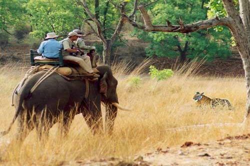 Elephant Safari In Dudhwa National Park | Cost & Booking