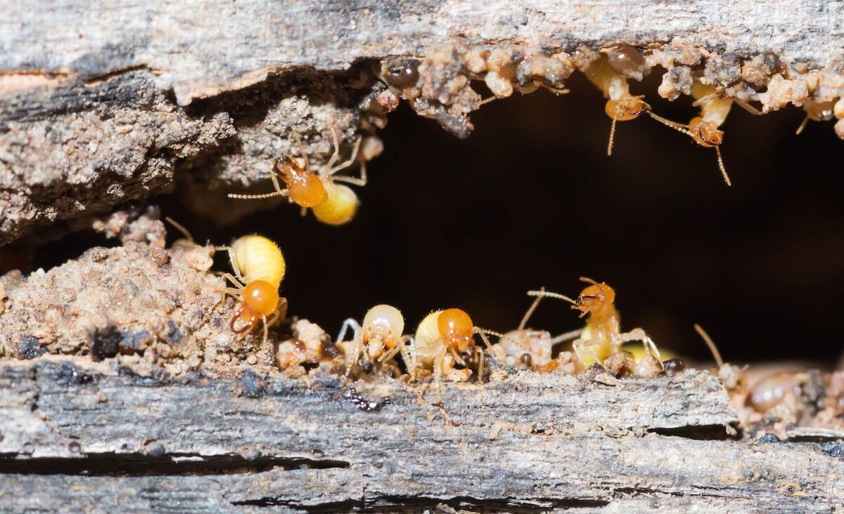 Pest Control Greensborough, Termite Inspection & Treatment