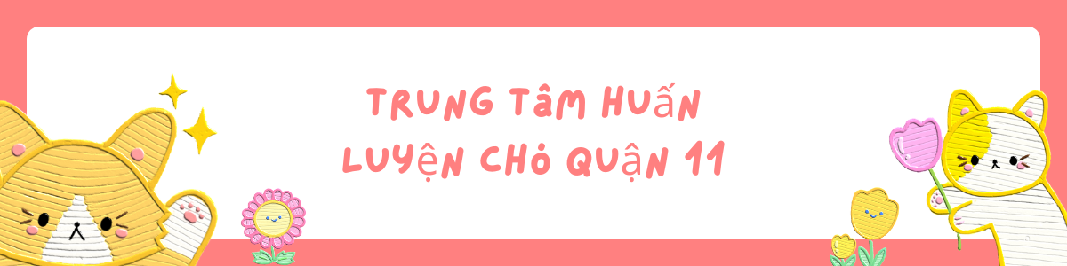 Trung Tam Huan Luyen Cho Quan 11 Cover Image