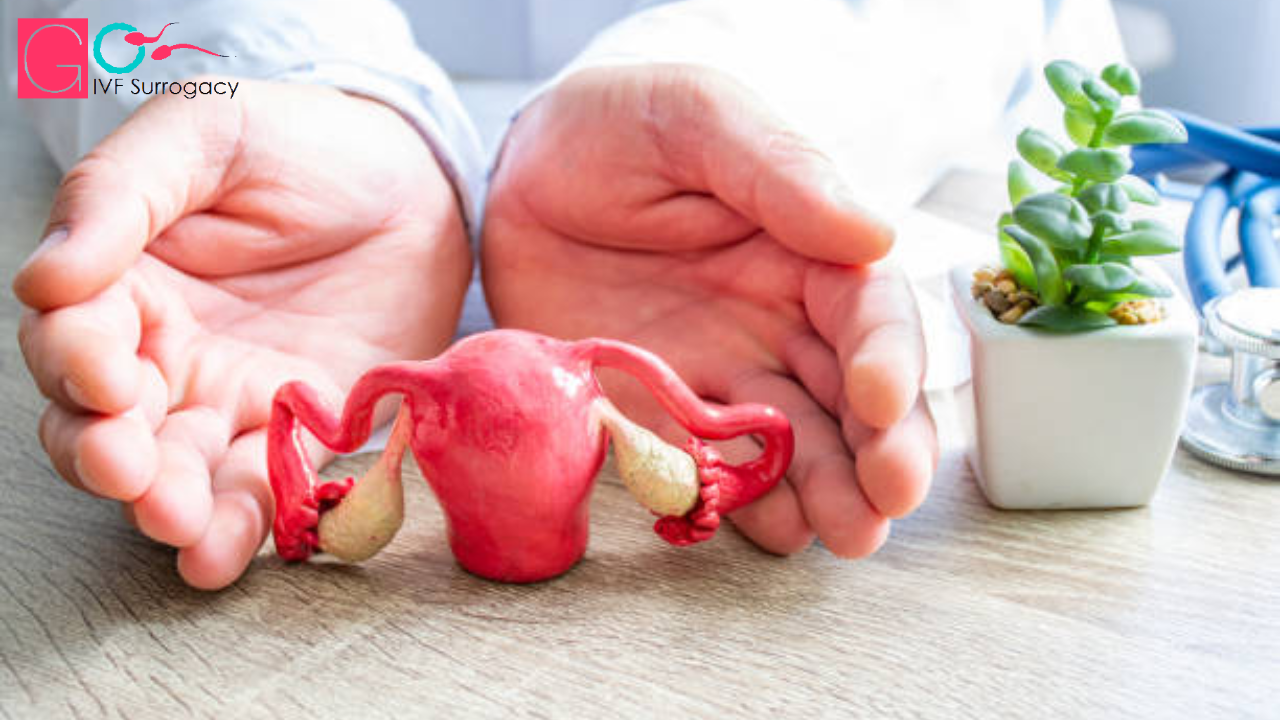Egg Donor- अंडा दाता क्या है और आईवीएफ में इसका महत्व