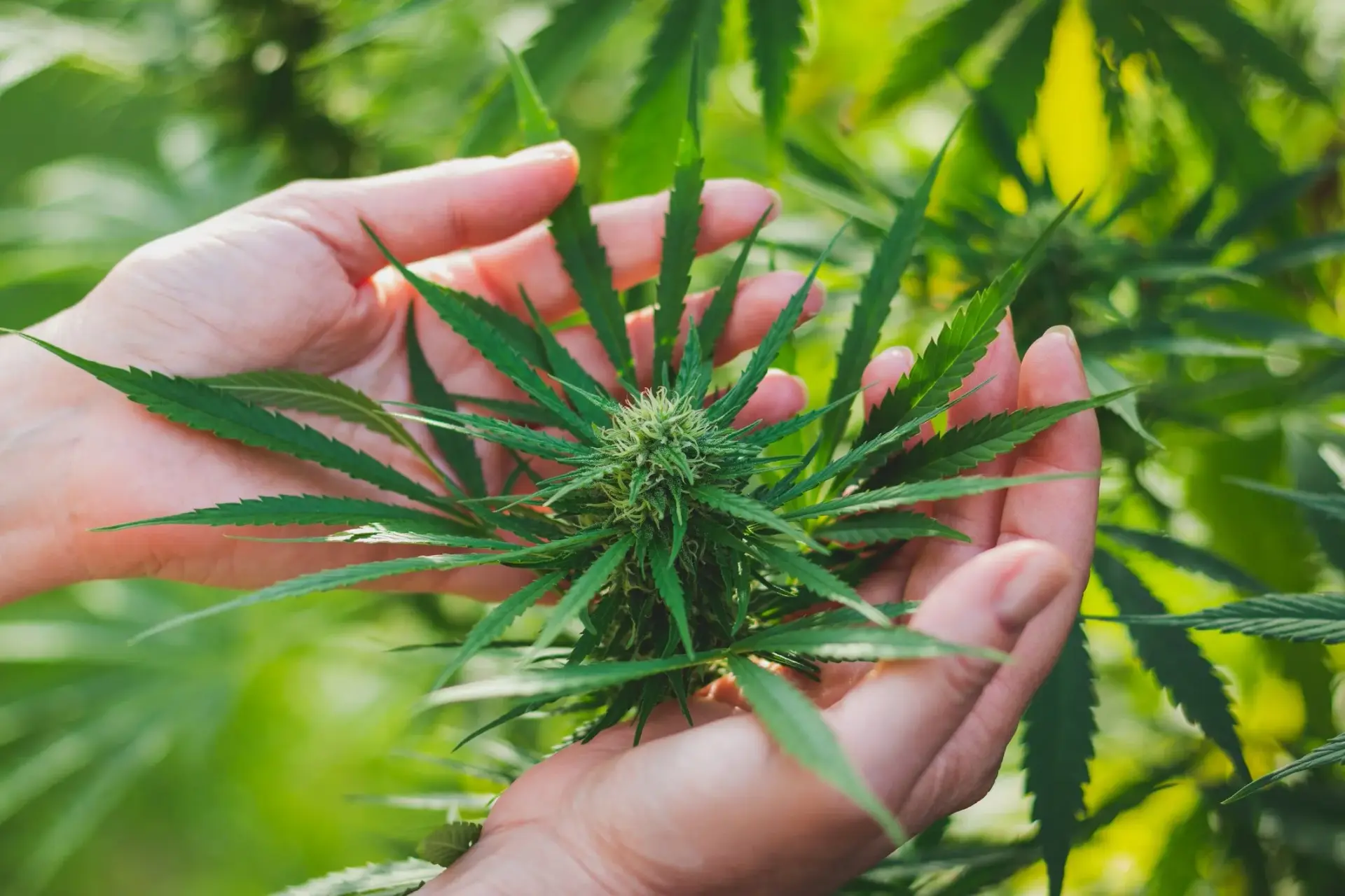 Make Your Harvest Cycle Faster with Marijuana Clones - Easyfie