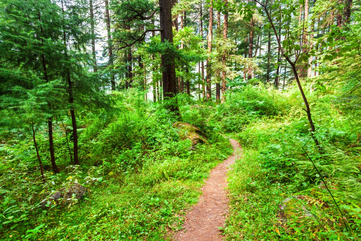 Wanderlust in the Hills: A Weeklong Trip to Himachal Pradesh | Travel Agents in India