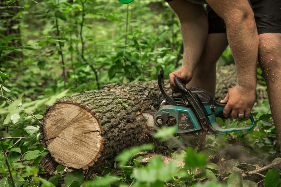Expert Tree Surgeons in Belfast for All Needs – Belfast Tree Surgeon