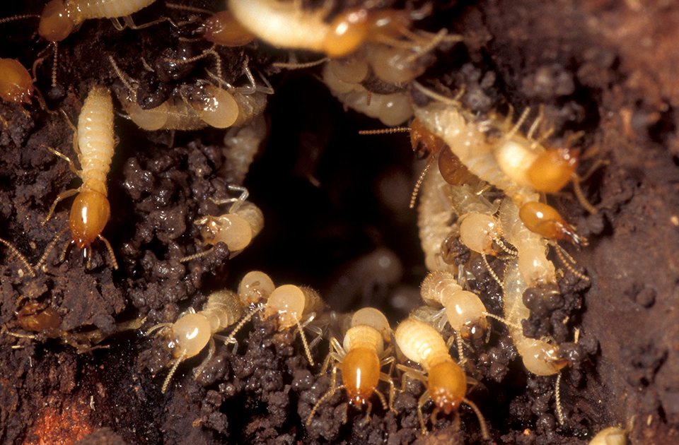 Pest Control Whittlesea, Spider Treatment & Termite Inspection