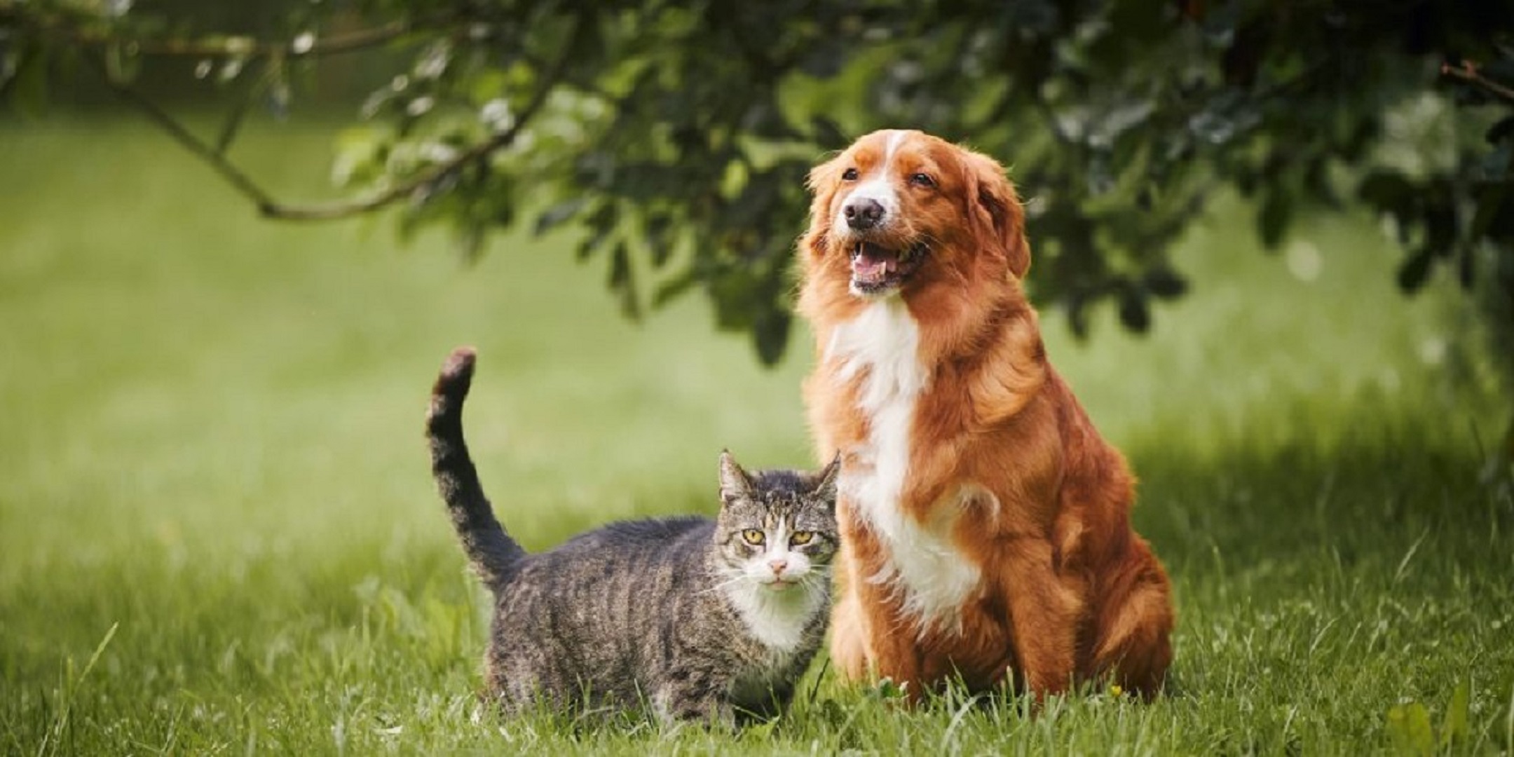 Healthier Pet Cover Image