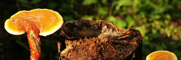 Fujian Herbal Treasure Bioengineering Co Ltd Cover Image