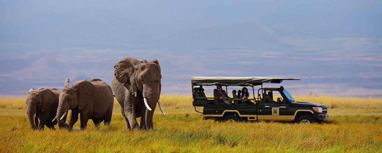 Professional Safari Africa Cover Image