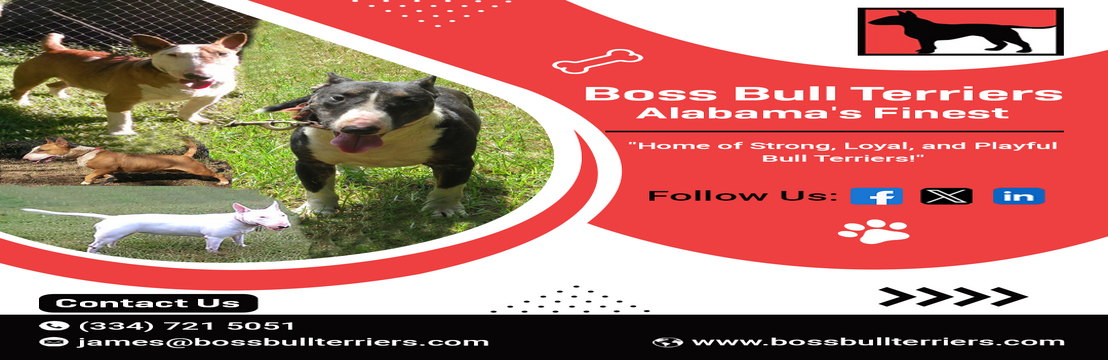 bossbullterriers Cover Image