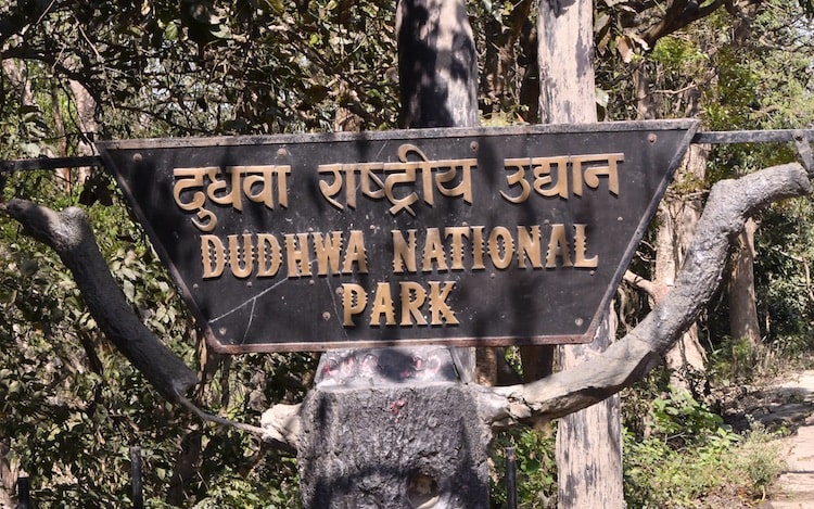 Dudhwa National Park Wildlife Sanctuary Jungle Safari