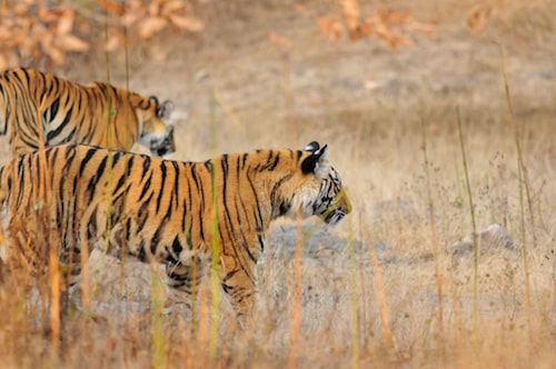 Tiger Sighting in Dudhwa National Park | Tiger Spotting Dudhwa