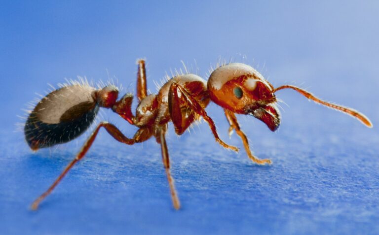 Ants Control - City Icon Pest Control And Cleaning