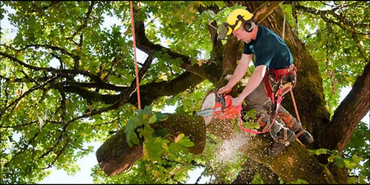 Why Tree Care Matters in Colonial Heights, TN