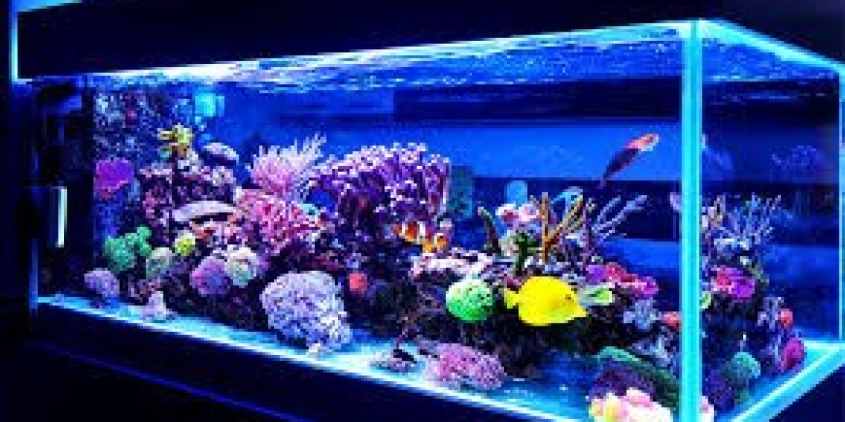 DIY Fish Tank Projects: Build Your Own Underwater Paradise