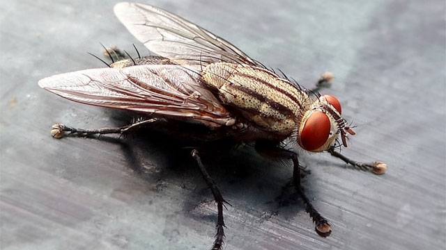 Fly Control - City Icon Pest Control And Cleaning